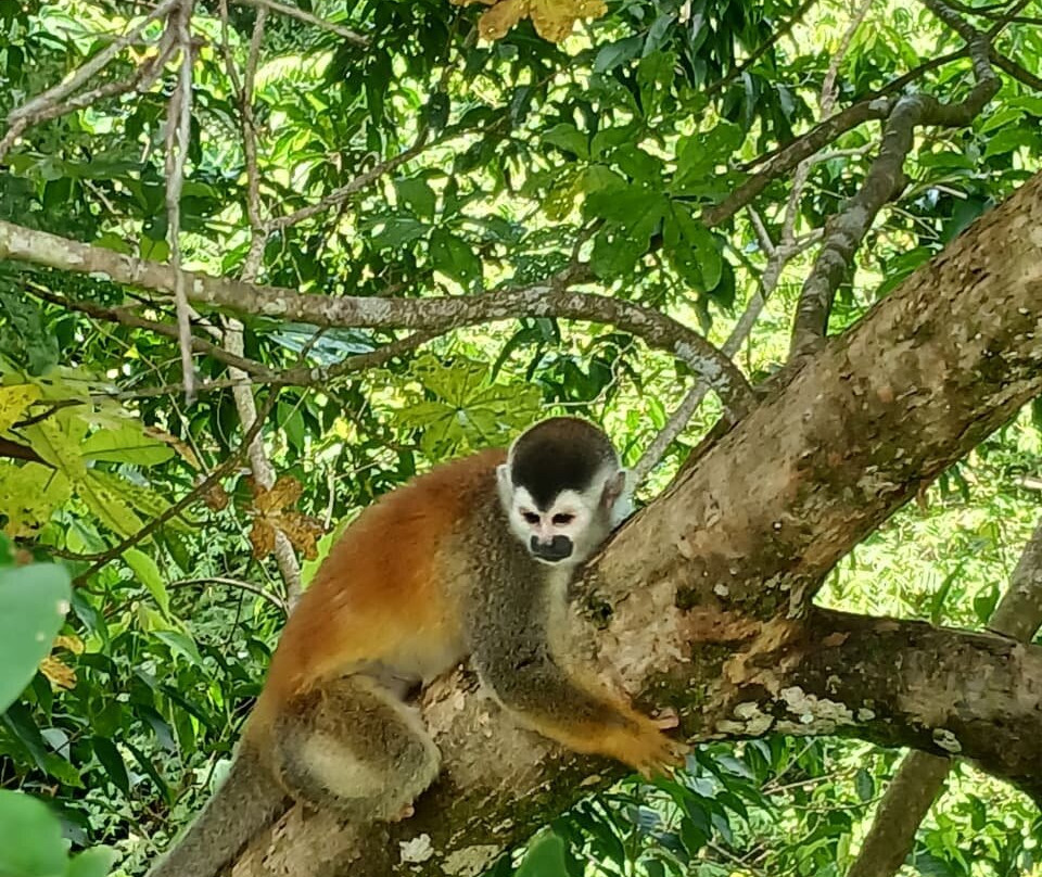 Mountain Top Park-哥斯达黎加安东尼奥国家公园必去景点