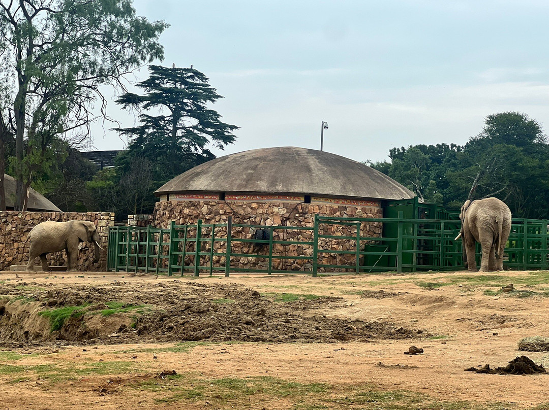 Johannesburg Zoo-约翰内斯堡必去景点