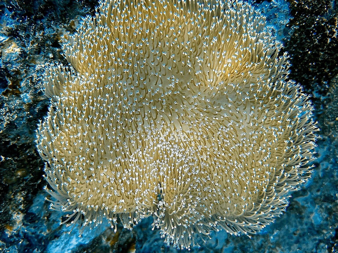 A-one Diving-拉廊必去景点