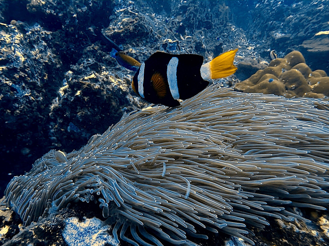 A-one Diving-拉廊必去景点