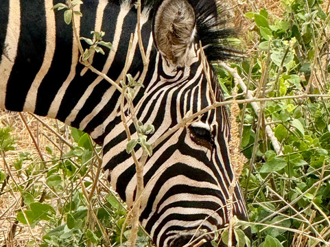 East African Voyage-阿鲁沙必去景点