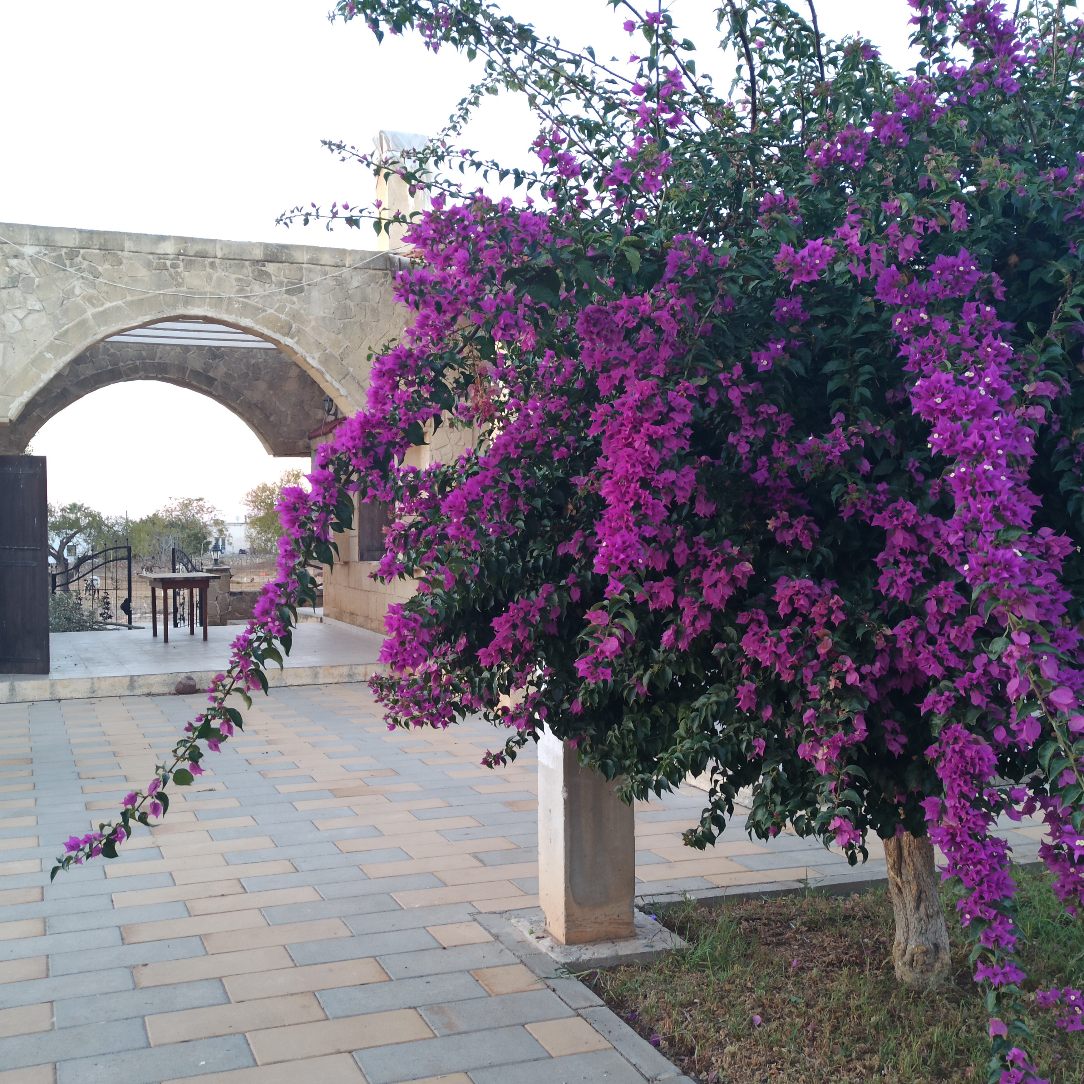 Glaro Garden Hotel-官方