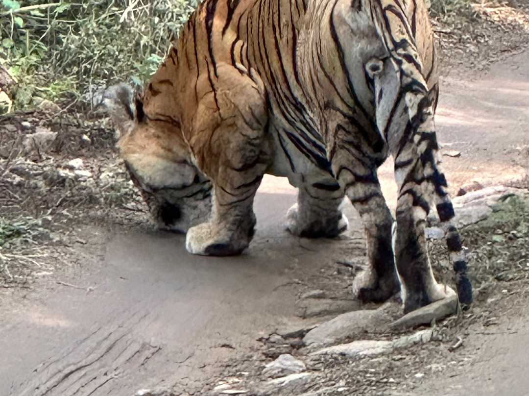 Ranthambore National Park-Ranthambore National Park必去景点