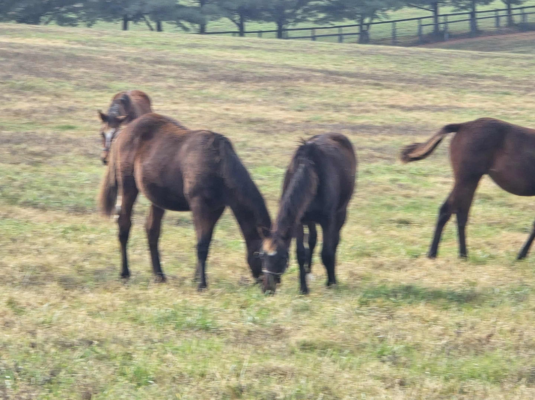 Mill Ridge Farm-列克星敦必去景点