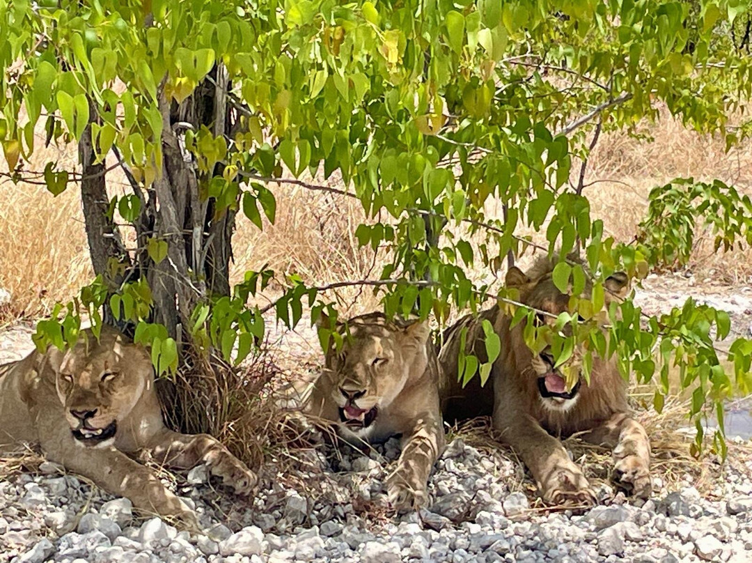 Etosha Pan-纳米比亚埃托沙国家公园必去景点