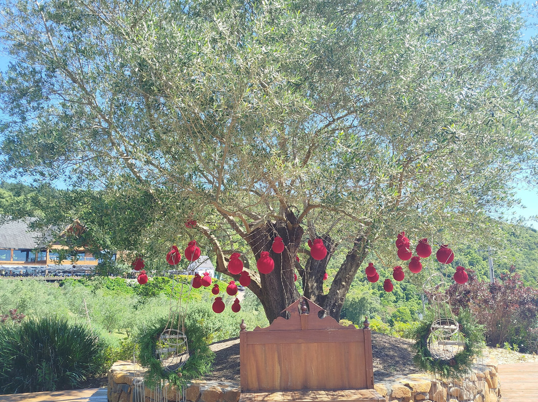 Parque Olivas de Gramado-格拉玛多必去景点