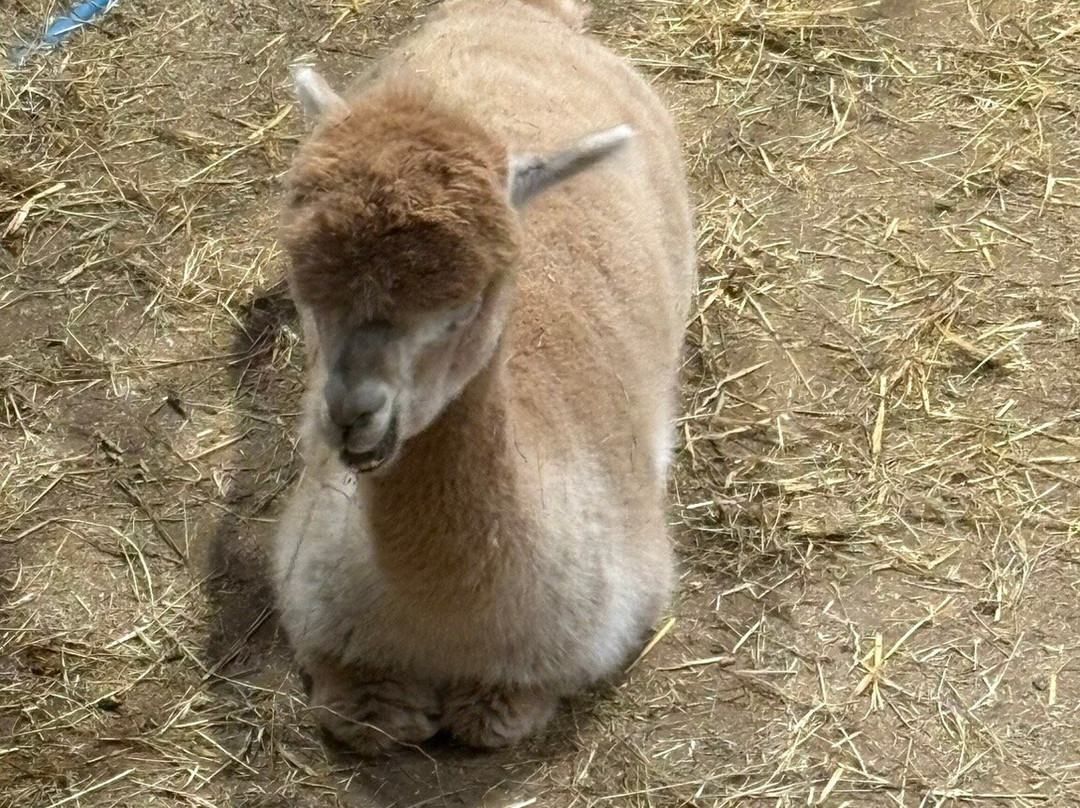 Cannon Hall Farm-Cawthorne必去景点