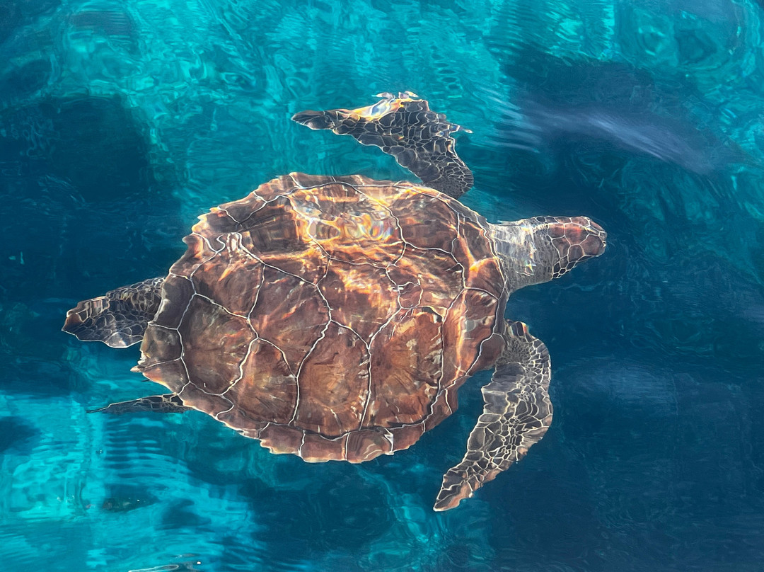 Fishing Mate Cyprus-帕拉林尼必去景点