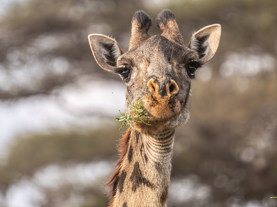 Mega Wild Safaris-坎帕拉必去景点
