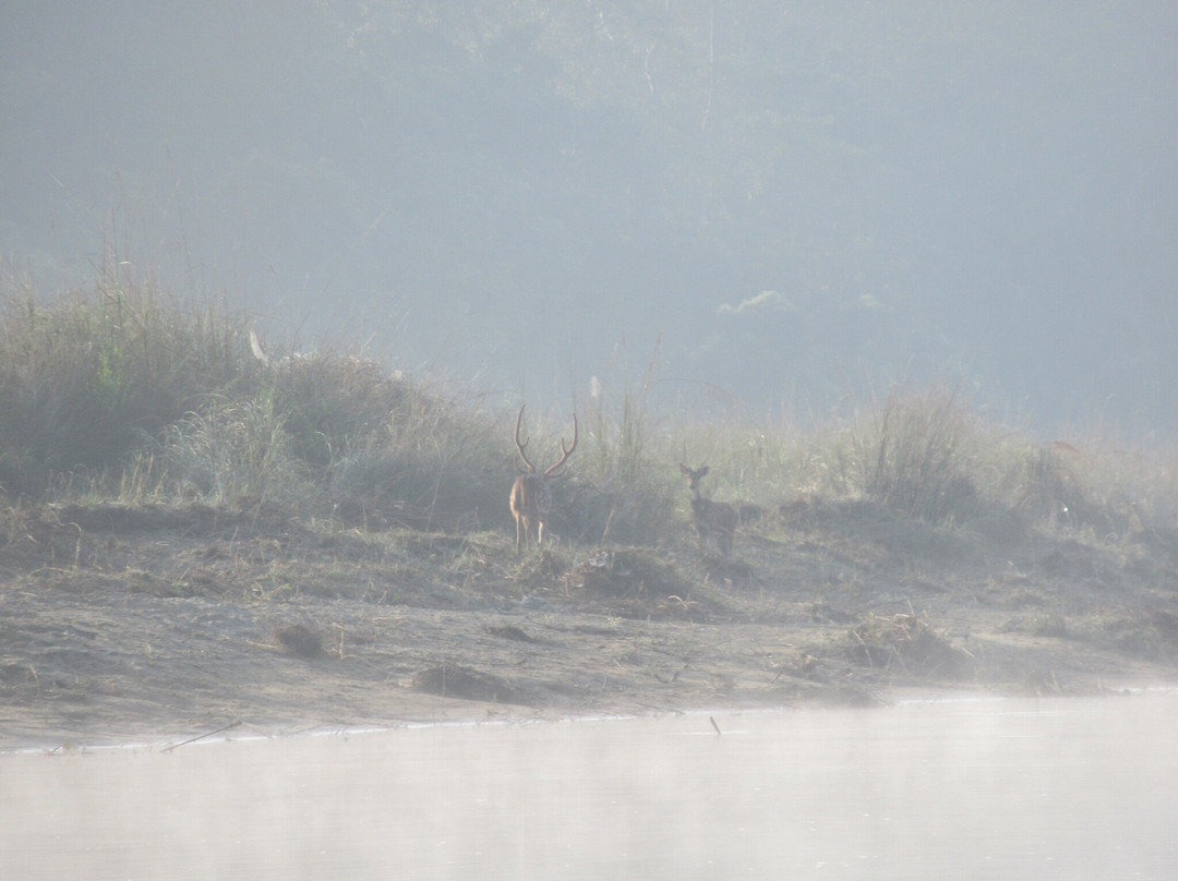 The Chitwan Jungle Guides-苏拉哈必去景点