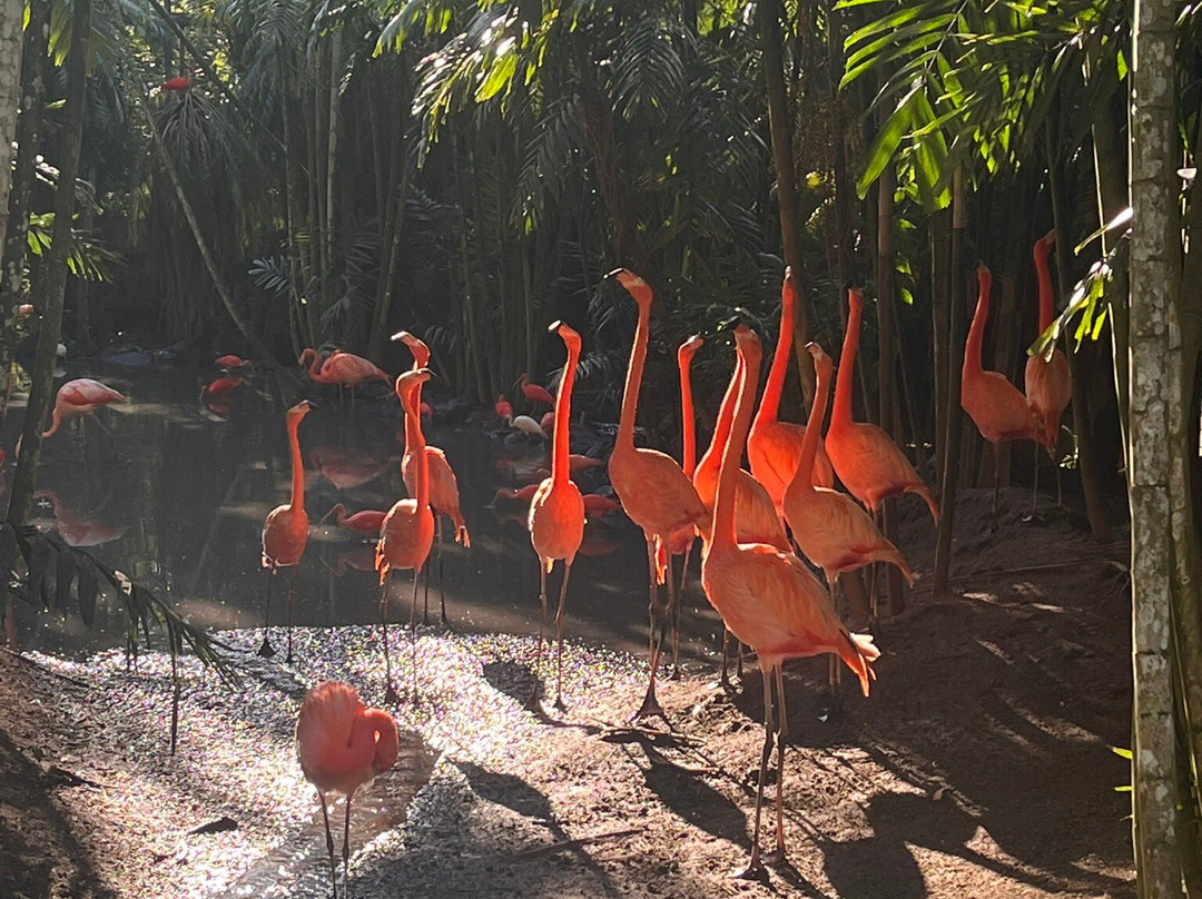Zoo de Martinique-Le Carbet必去景点
