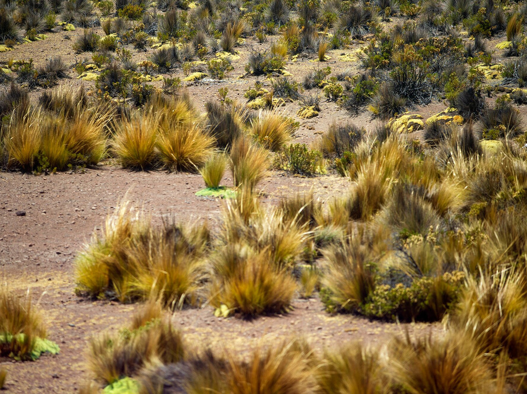 Sajama National Park-奥鲁罗必去景点