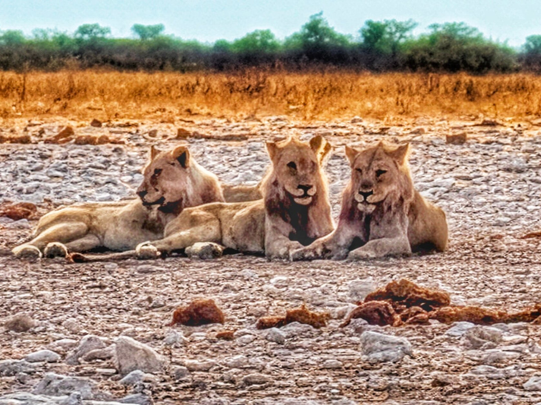 Born in Etosha Self-Drive Private Tours-Okaukuejo必去景点