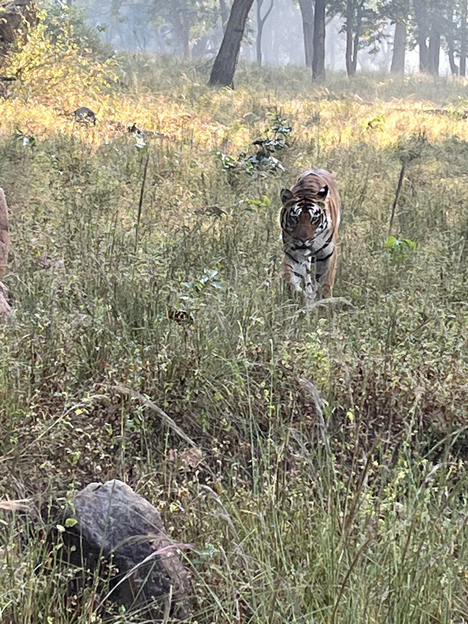 Tuli Tiger Resort-官方