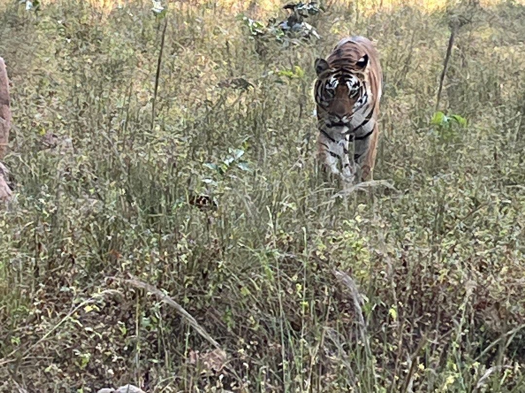 Tuli Tiger Resort主图