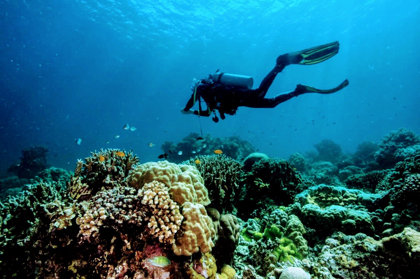 麦克道茵海滩度假村-官方