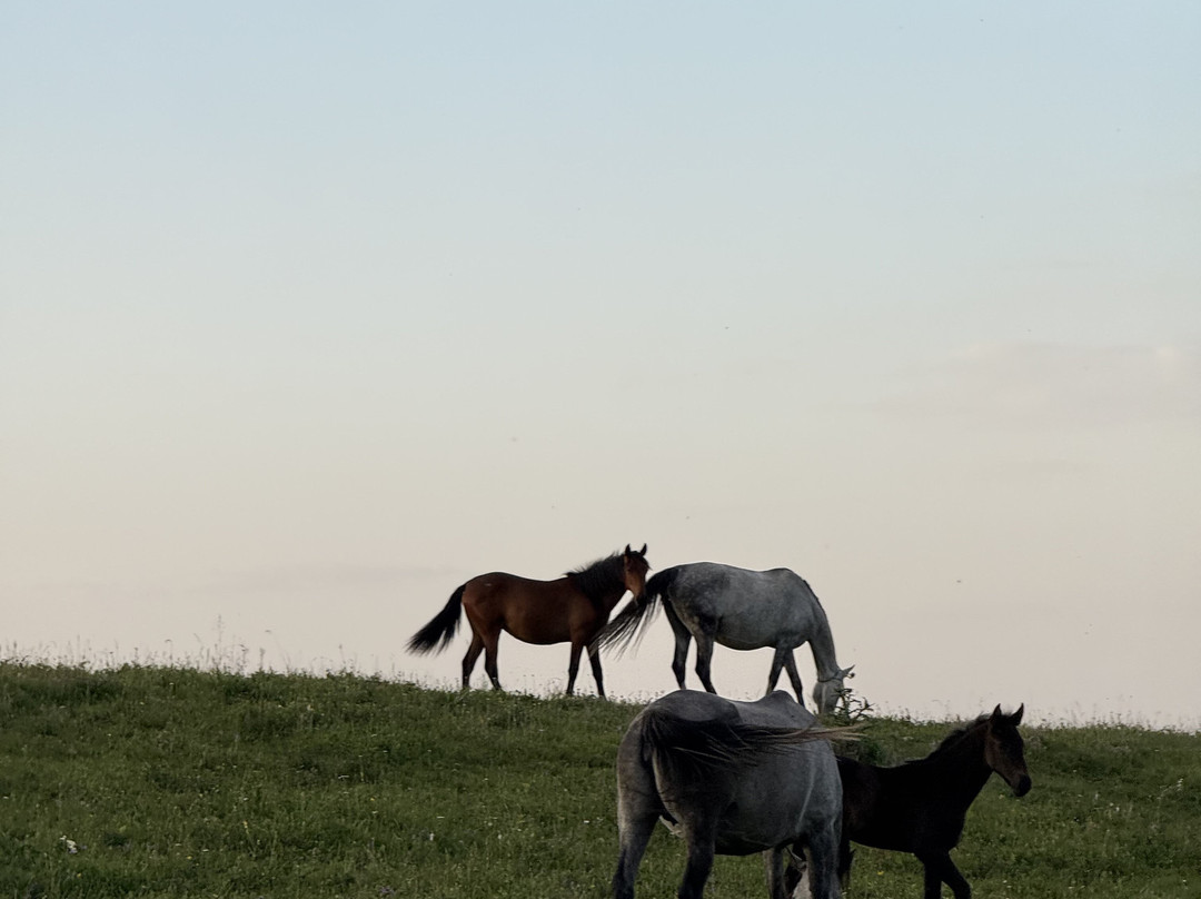 MAYRVEDA Kislovodsk主图