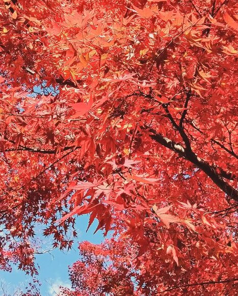 修善寺彩虹村-伊豆市必去景点