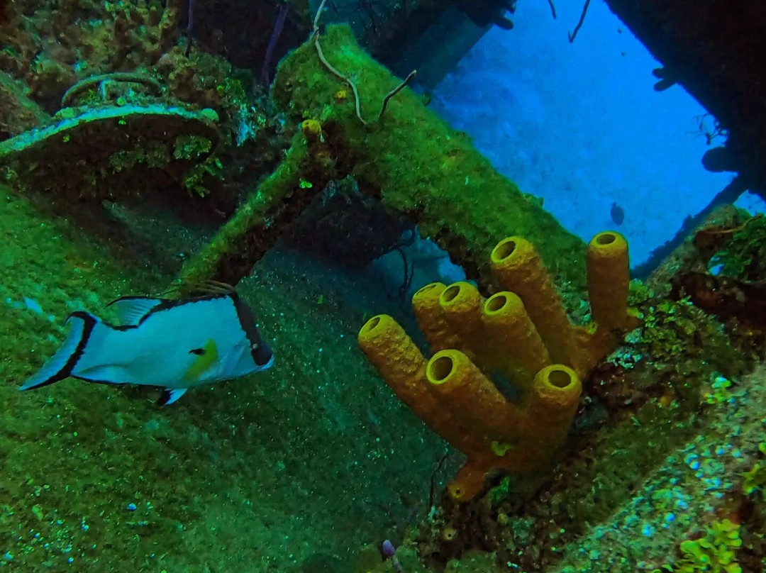 Kittiwake Shipwreck & Artificial Reef-西湾必去景点