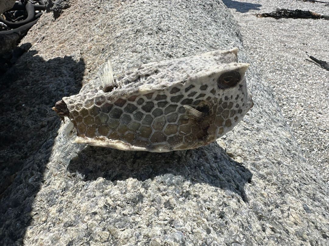 Beachcomber Guide-干斯拜必去景点