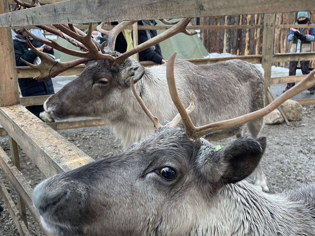 Santa's Pets Tallitontun Piha-罗瓦涅米必去景点