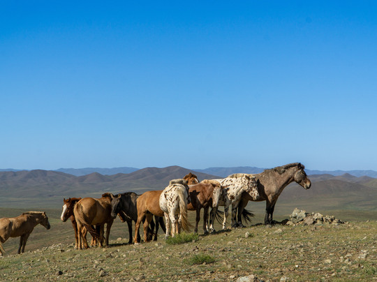 Amaico Travels-乌兰巴托必去景点