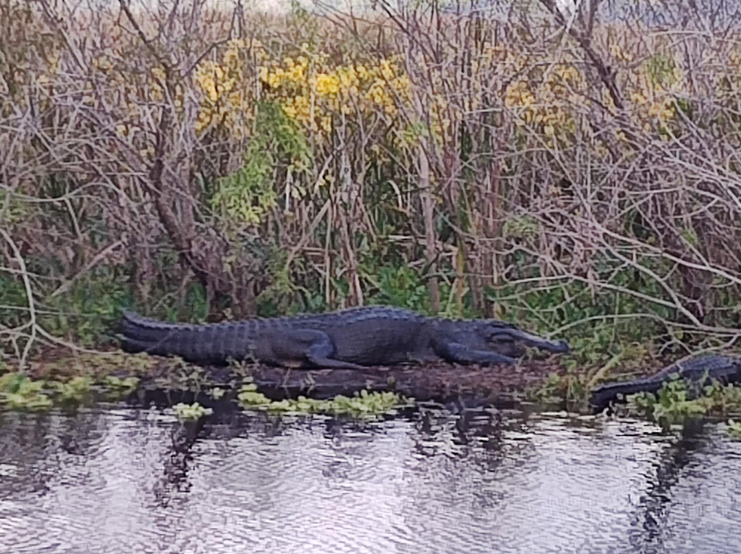 Lake Apopka Wildlife Drive-Apopka必去景点