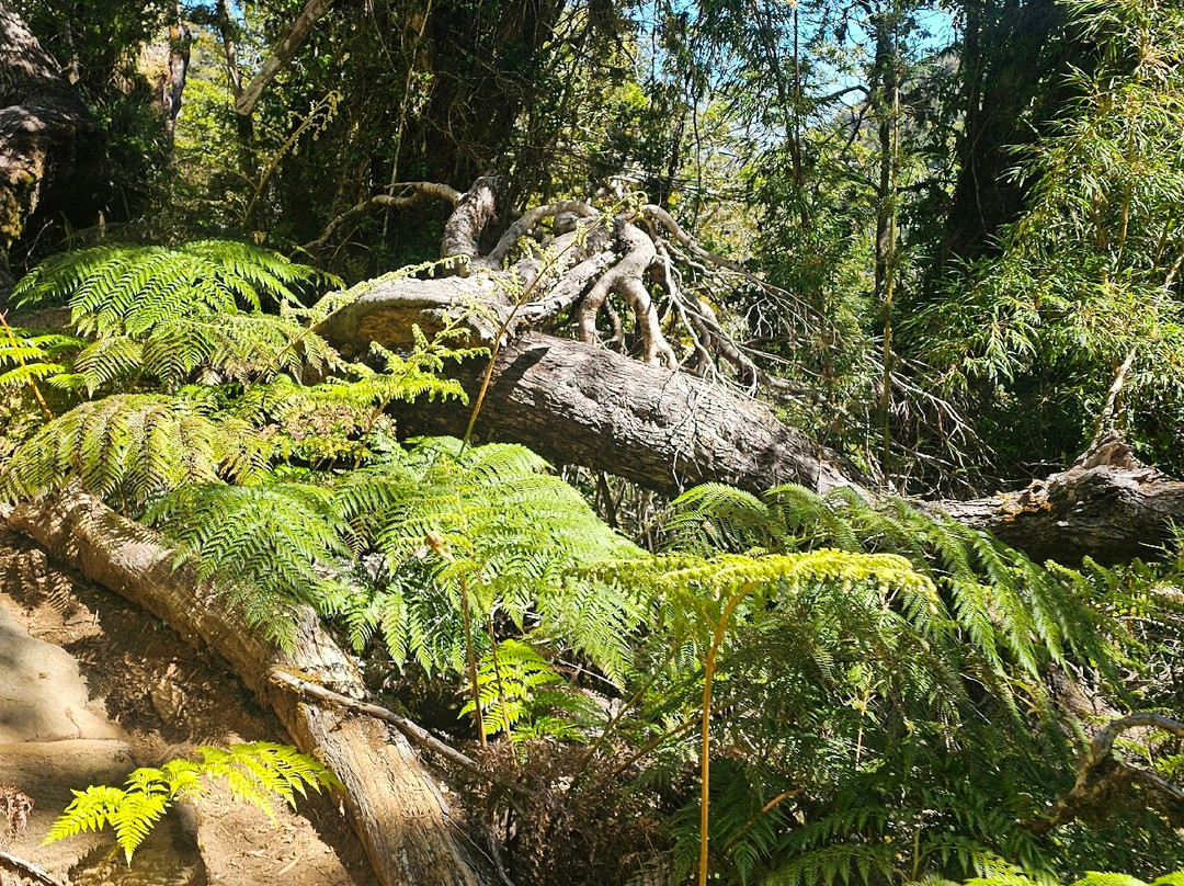Parque Nacional Alerce Costero-Ciudad La Union必去景点