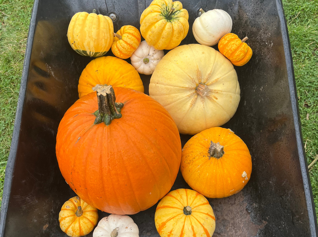 Cairnie Fruit Farm & Mega Maze-库珀必去景点