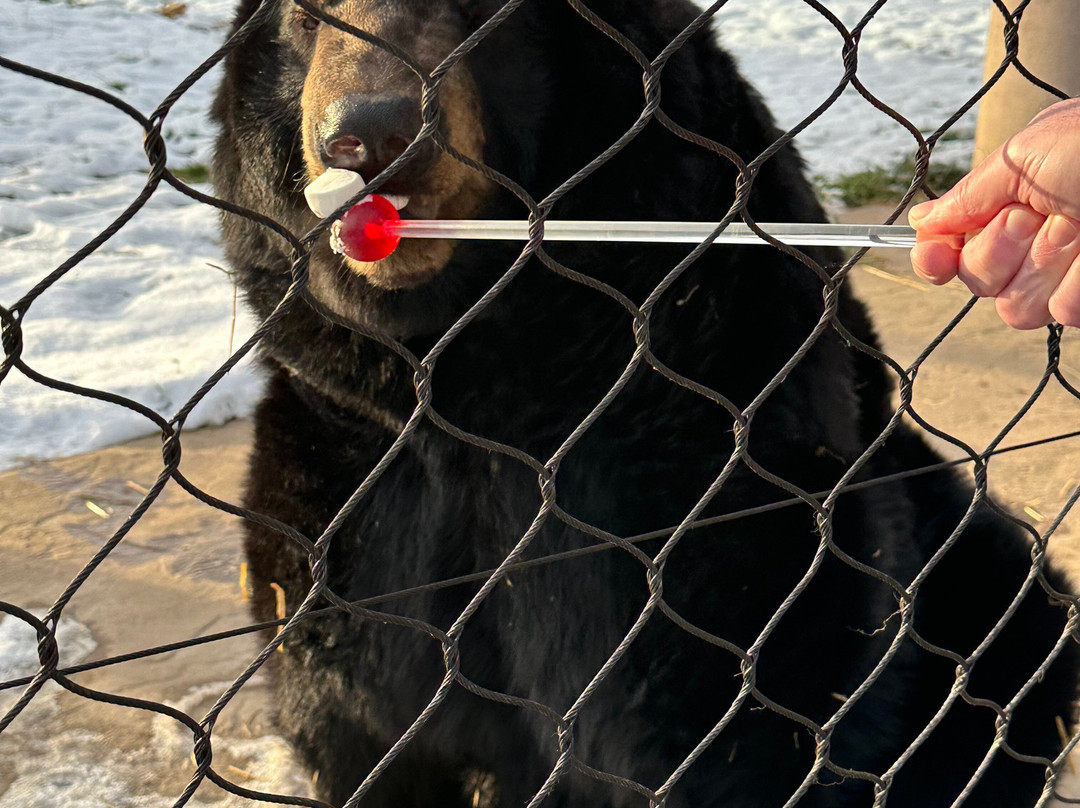 Keystone Safari-格罗夫城必去景点