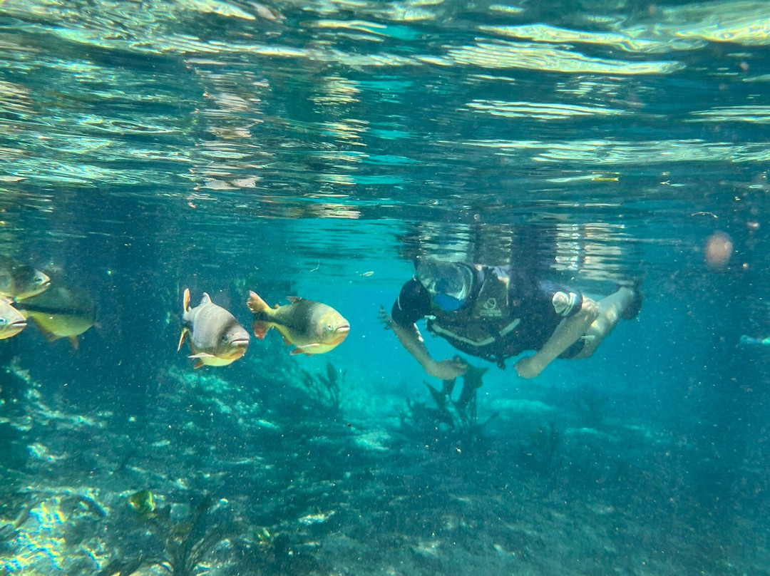 Aquario Natural-博尼图必去景点