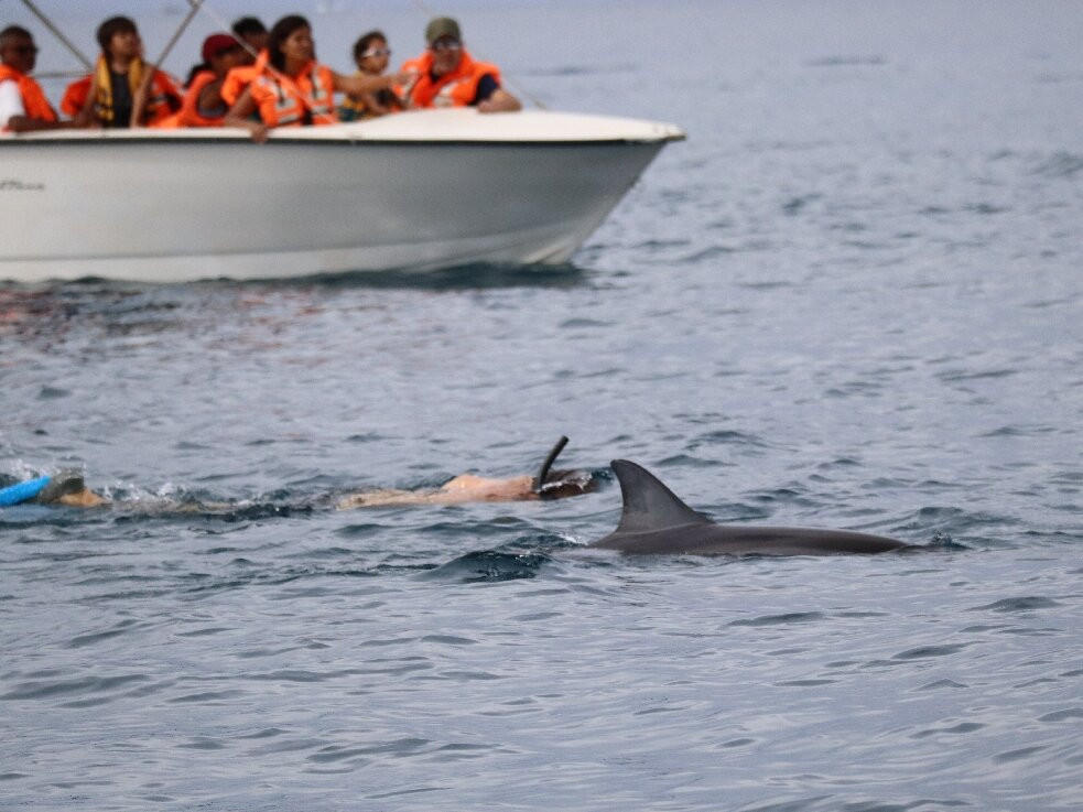 La Pirogue - Swim with the Dolphins-弗力克昂弗雷克必去景点
