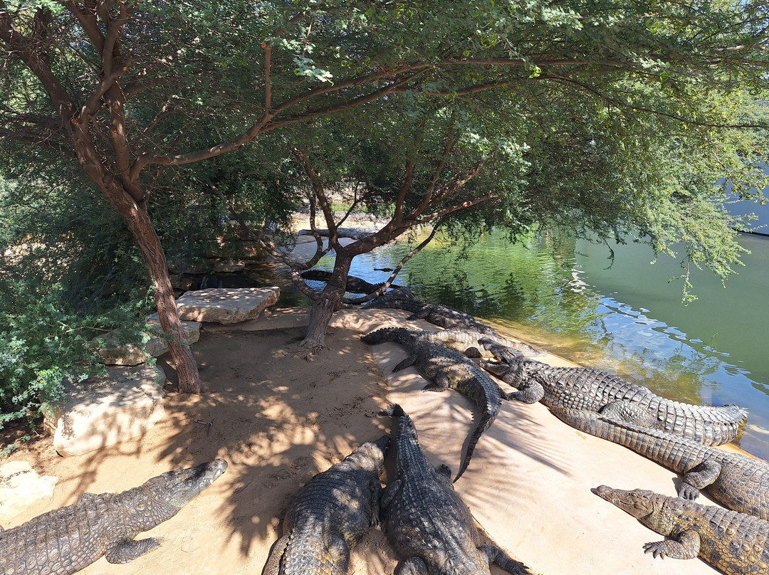Dubai Crocodile Park-迪拜必去景点