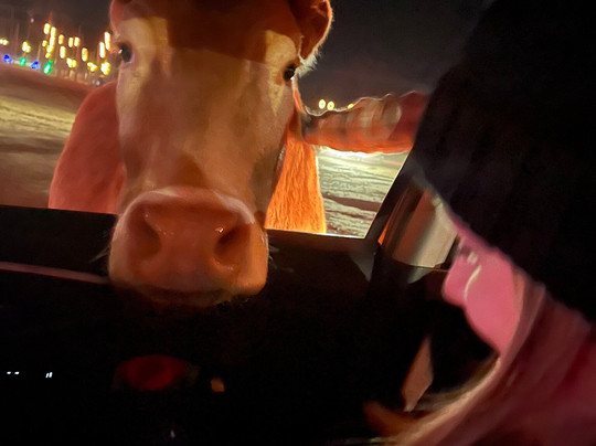 Hollywild Animal Park-斯帕坦堡必去景点