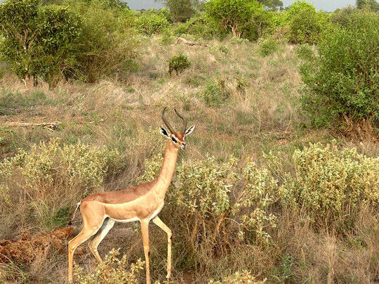 Juma Safari Kenya-瓦塔木必去景点