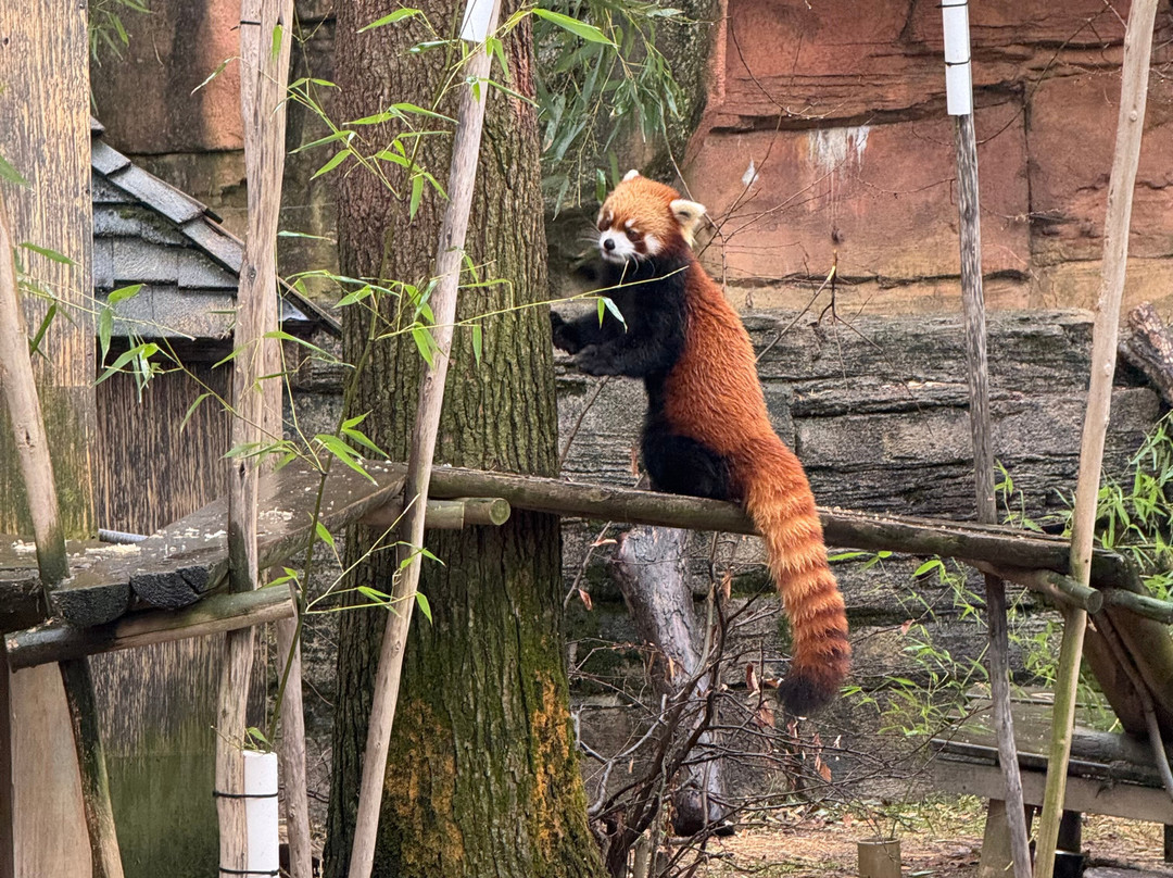 哥伦布动物园-Powell必去景点