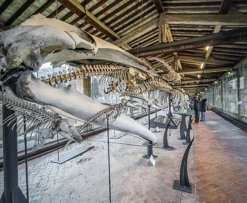Museo di Storia Naturale - Universita di Pisa-Calci必去景点