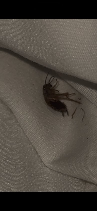 莲花精品套房酒店-官方