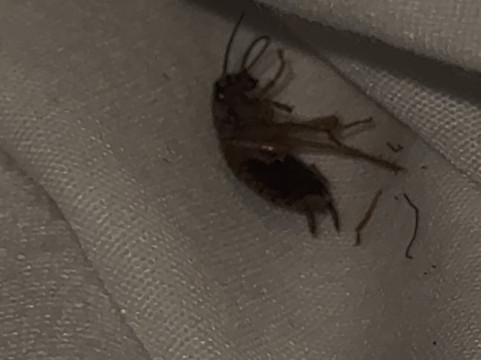 莲花精品套房酒店主图