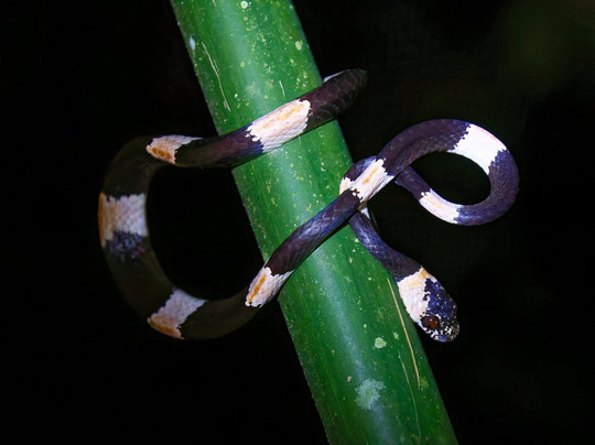 La Kukula Lodge主图