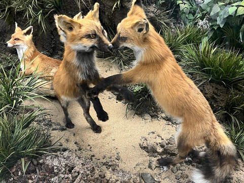 Murmansk Regional Museum of Local History-摩尔曼斯克必去景点