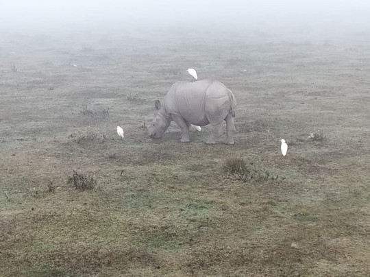 Kaziranga National Park-Golaghat必去景点