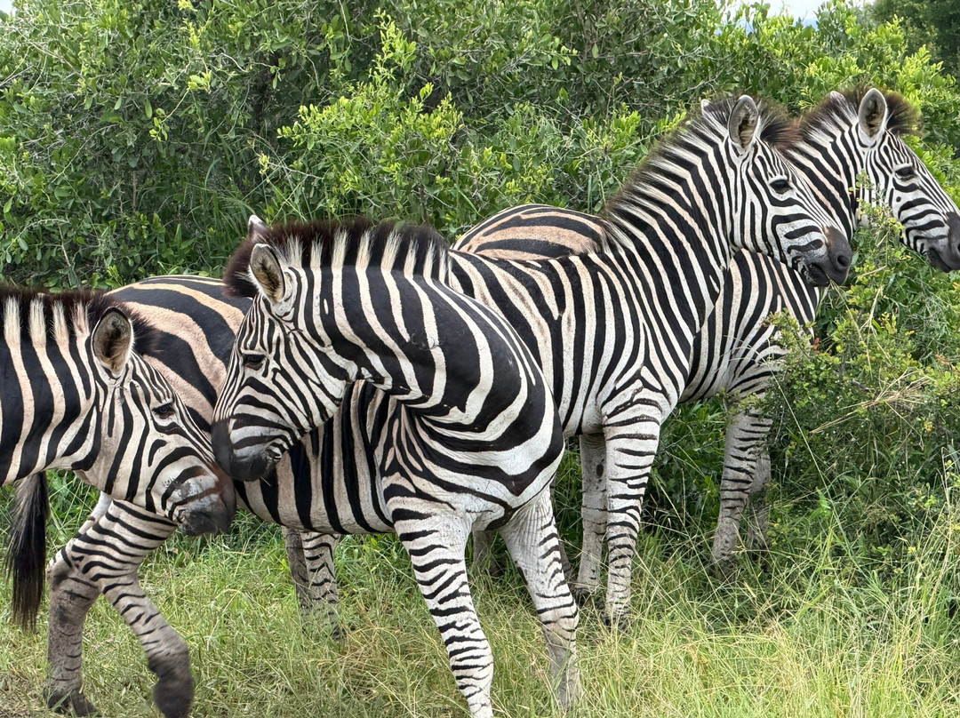 Umkumbe Bush Lodge - Luxury Tented Camp主图