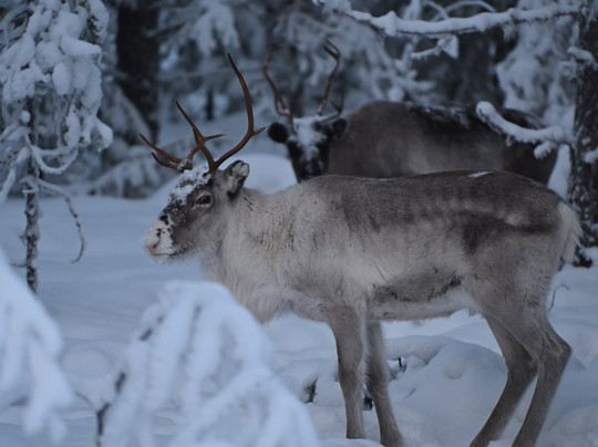 KuksaCabin-Jokkmokk必去景点