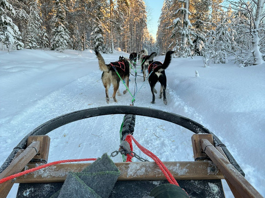哈士奇雪橇之旅-罗瓦涅米必去景点