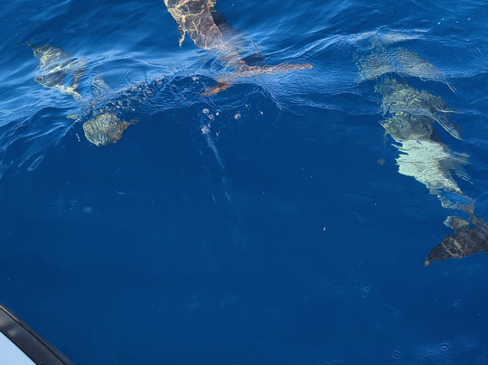 Amphitrite Balade en Mer : Dauphins et Pêche-Case-Pilote必去景点