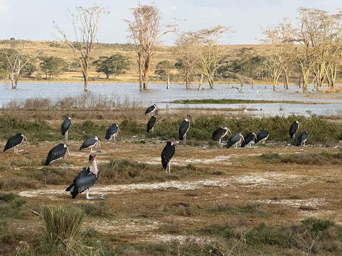 Join African  Savanah-Karen必去景点
