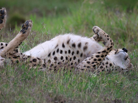Muka Tours and Safaris-马林地必去景点