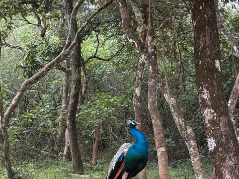 Sri Lanka Driver Guide Aruna-科伦坡必去景点