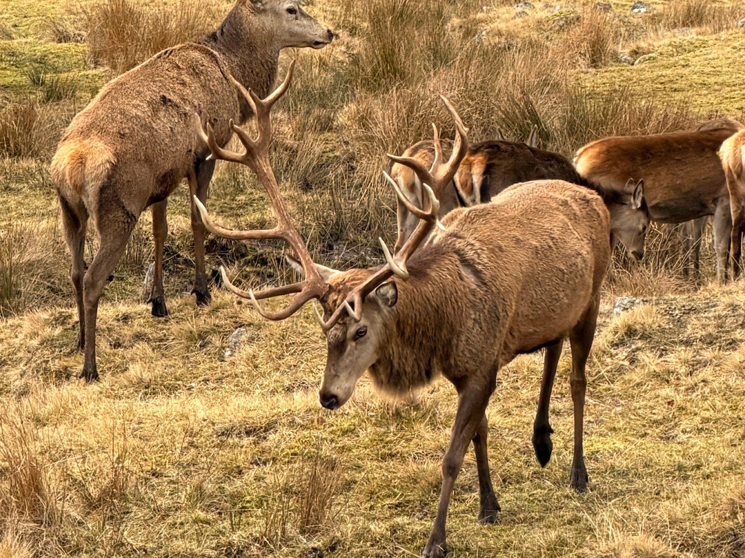 Highland Wildlife Park-Kincraig必去景点